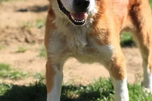 Mohito - duży rudo-biały pies,  mazowieckie Nowy D