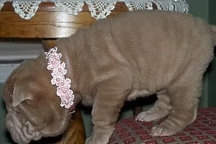 Shar pei - Szczenieta -  FCI