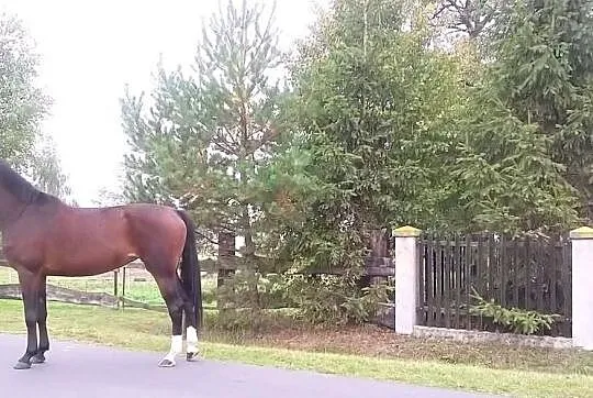 Taisa 5letnia klacz do sportu i rekreacji wyśmieni