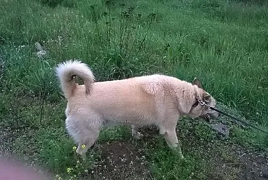 Pogodny, biszkoptowy Zeus, przyjazny pies szuka do