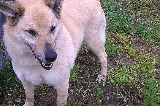 Pogodny, biszkoptowy Zeus, przyjazny pies szuka do