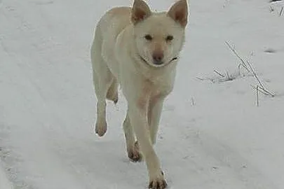 Suri - przyjazna sunia w typie husky szuka kochają