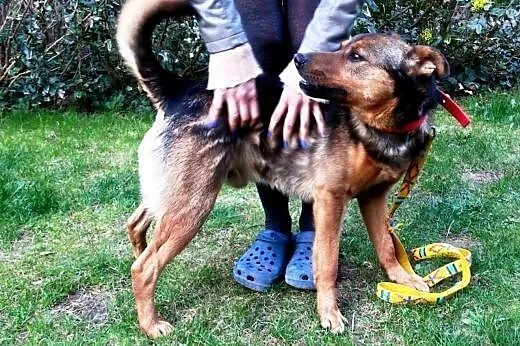 Koks nadzwyczajny kunedelek pokocha,  lubuskie Gor