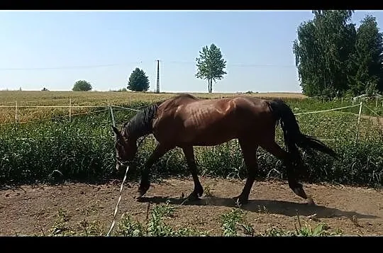 Sprzedam wałacha typ szlachetny, , Uchanie