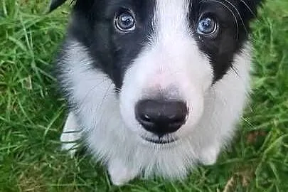 Szczeniak Border Collie, Wielkopolskie, Krotoszyn