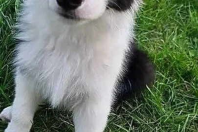 Szczeniak Border Collie, Wielkopolskie, Krotoszyn
