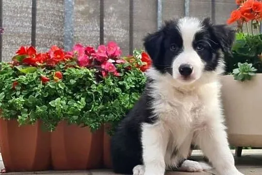 Szczeniak Border Collie, Wielkopolskie, Krotoszyn