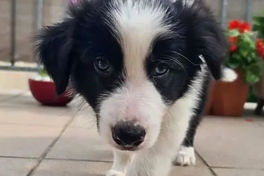 Szczeniak Border Collie, Wielkopolskie, Krotoszyn