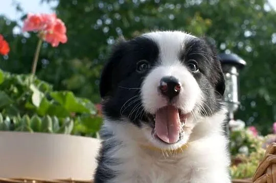 Szczeniak Border Collie, Wielkopolskie, Krotoszyn