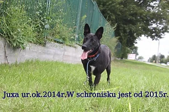 Młodziutka Juxa, lubiąca dzieci, przyjazna suczka z uszkami-radarkami