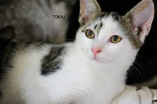 Kociaki do adopcji! Siedzimy w klatkach i błagamy o nowe domy!,  dolnośląskie Wrocław
