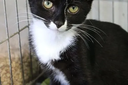 Kociaki do adopcji! Siedzimy w klatkach i błagamy 
