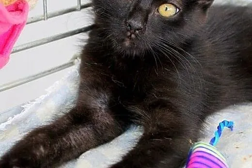 Kociaki do adopcji! Siedzimy w klatkach i błagamy 