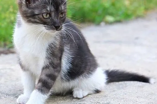 Kociaki do adopcji! Siedzimy w klatkach i błagamy 