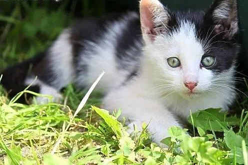 Kociaki do adopcji! Siedzimy w klatkach i błagamy 