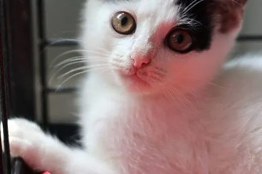 Kociaki do adopcji! Siedzimy w klatkach i błagamy 