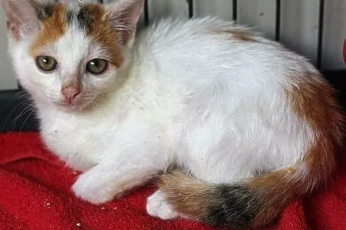 Kociaki do adopcji! Siedzimy w klatkach i błagamy 