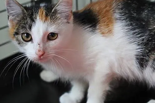 Kociaki do adopcji! Siedzimy w klatkach i błagamy 