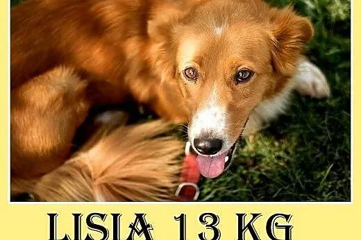 13kg,młoda 3 lata,delikatna,tulaśna suvczka LISIA.Adopcja,  małopolskie Kraków