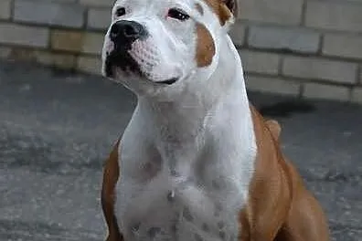 American Staffordshire Terrier-REPRODUKTOR