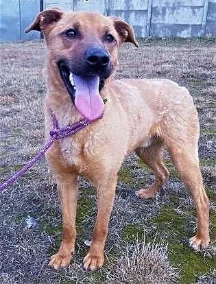 BARNEY - młody, wesoły, łagodny psiak do adopcji, mazowieckie Warszawa, Mazowieckie, Warszawa