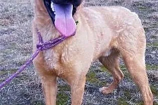 BARNEY - młody, wesoły, łagodny psiak do adopcji,  mazowieckie Warszawa, Mazowieckie, Warszawa