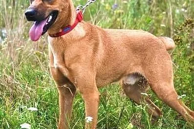 BARNEY - młody, wesoły, łagodny psiak do adopcji,  mazowieckie Warszawa, Mazowieckie, Warszawa