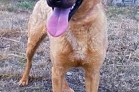 BARNEY - młody, wesoły, łagodny psiak do adopcji,  mazowieckie Warszawa, Mazowieckie, Warszawa