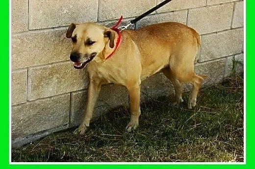 Średnia,przyjazna,spokojna,sterylizowana suczka AS