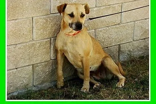 Średnia,przyjazna,spokojna,sterylizowana suczka AS