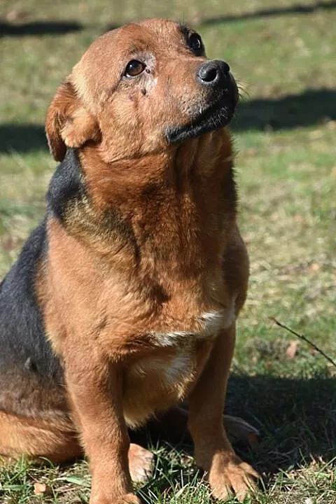 Łagodny, kochany Rudek - pokochaj i daj dom!