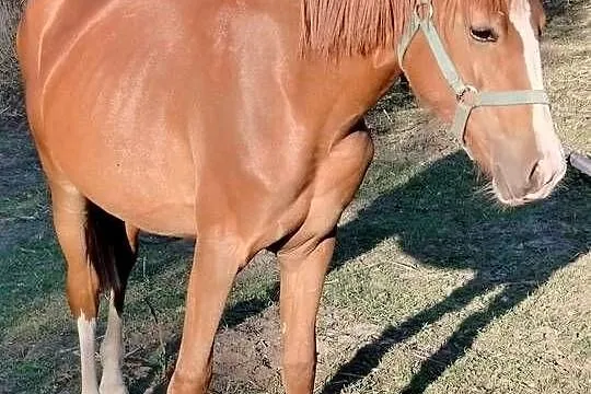Sprzedam klacz 20 miesięcy, Wielkopolskie, Rogoźno
