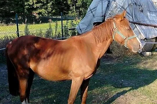 Sprzedam klacz 20 miesięcy, Wielkopolskie, Rogoźno