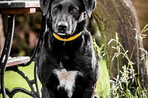 KUFEL - młody  BEZTROSKI i   KOCHANY 30 kg psiak d