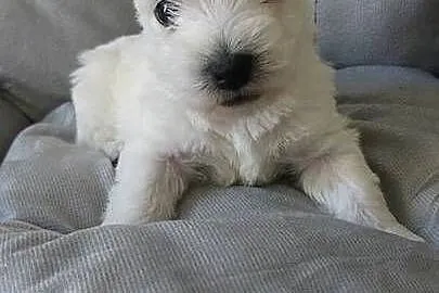 Piesek West Highland White Terrier