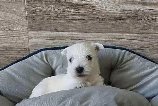 Piesek West Highland White Terrier, Lubuskie, Białowice