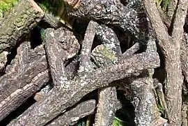 Gałęzie korkowe do terrarium różne kształty i rozmiary