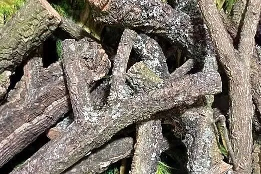 Gałęzie korkowe do terrarium różne kształty i rozmiary, Wielkopolskie, Ostrów Wielkopolski