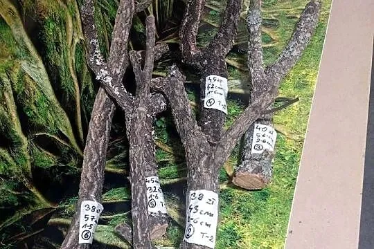 Gałęzie korkowe do terrarium różne kształty i rozmiary, Wielkopolskie, Ostrów Wielkopolski