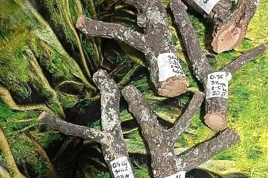 Gałęzie korkowe do terrarium różne kształty i rozmiary, Wielkopolskie, Ostrów Wielkopolski