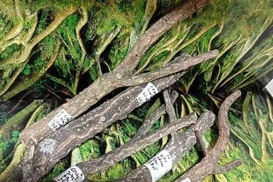 Gałęzie korkowe do terrarium różne kształty i rozmiary, Wielkopolskie, Ostrów Wielkopolski