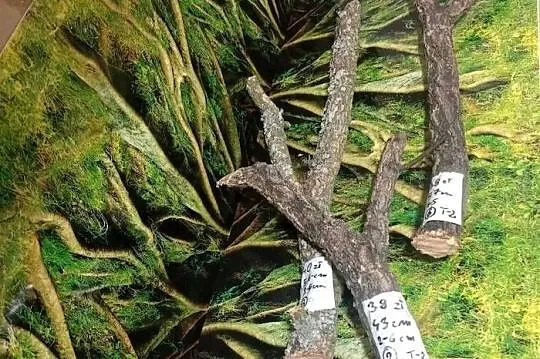 Gałęzie korkowe do terrarium różne kształty i rozmiary, Wielkopolskie, Ostrów Wielkopolski