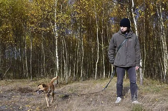 Reksio-pies ideał, spokojny, grzeczny na smyczy, n