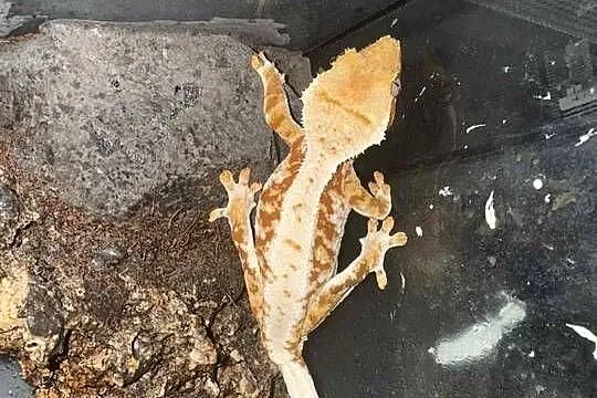Gekon orzęsiony LillyWhite, Kujawsko-pomorskie, Gostkowo