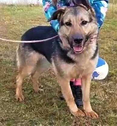 BETTY - cudowna sunia w typie owczarka szuka domu!, mazowieckie Warszawa, Mazowieckie, Warszawa