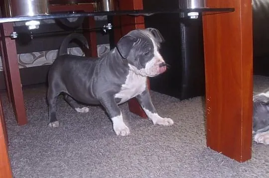 Amstaff-suczka blue