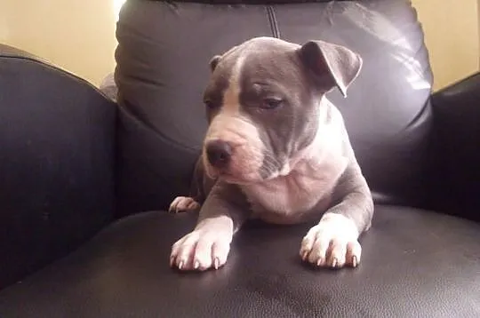 Amstaff-suczka blue