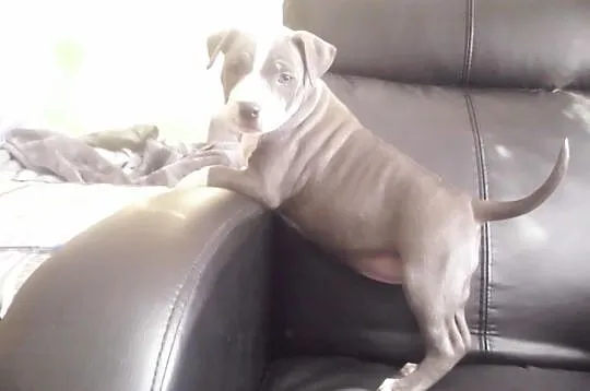 Amstaff-suczka blue