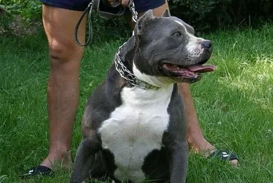 Amstaff-suczka blue