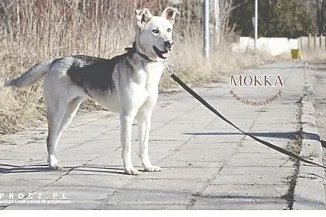 Mokka po raz kolejny za kratami schroniska..,  wie